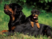 /album/fotos/rottweiler-jpg/