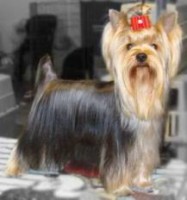 /album/fotos/yorshire-jpg/